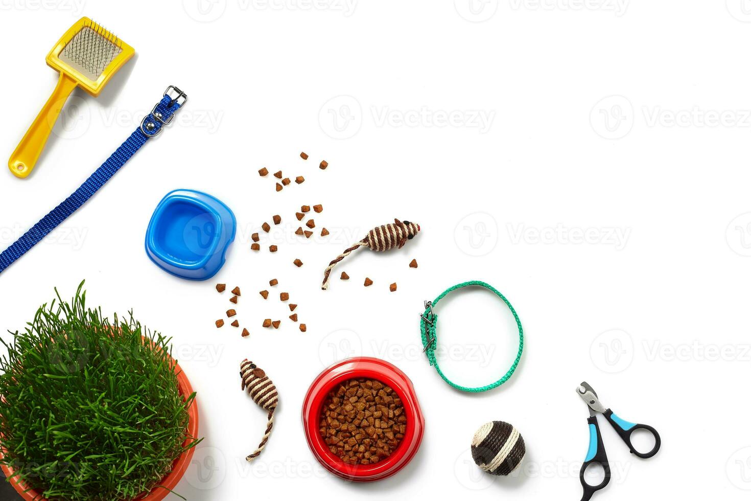 Flat lay composition with accessories for a cat isolated on white background. Pet care. photo