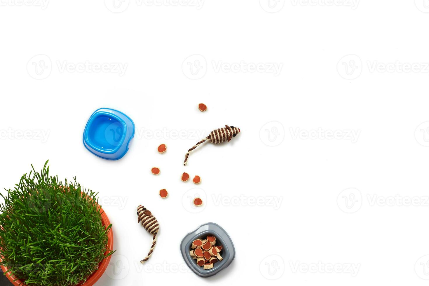 Flat lay composition with accessories for a cat isolated on white background. Pet care. photo