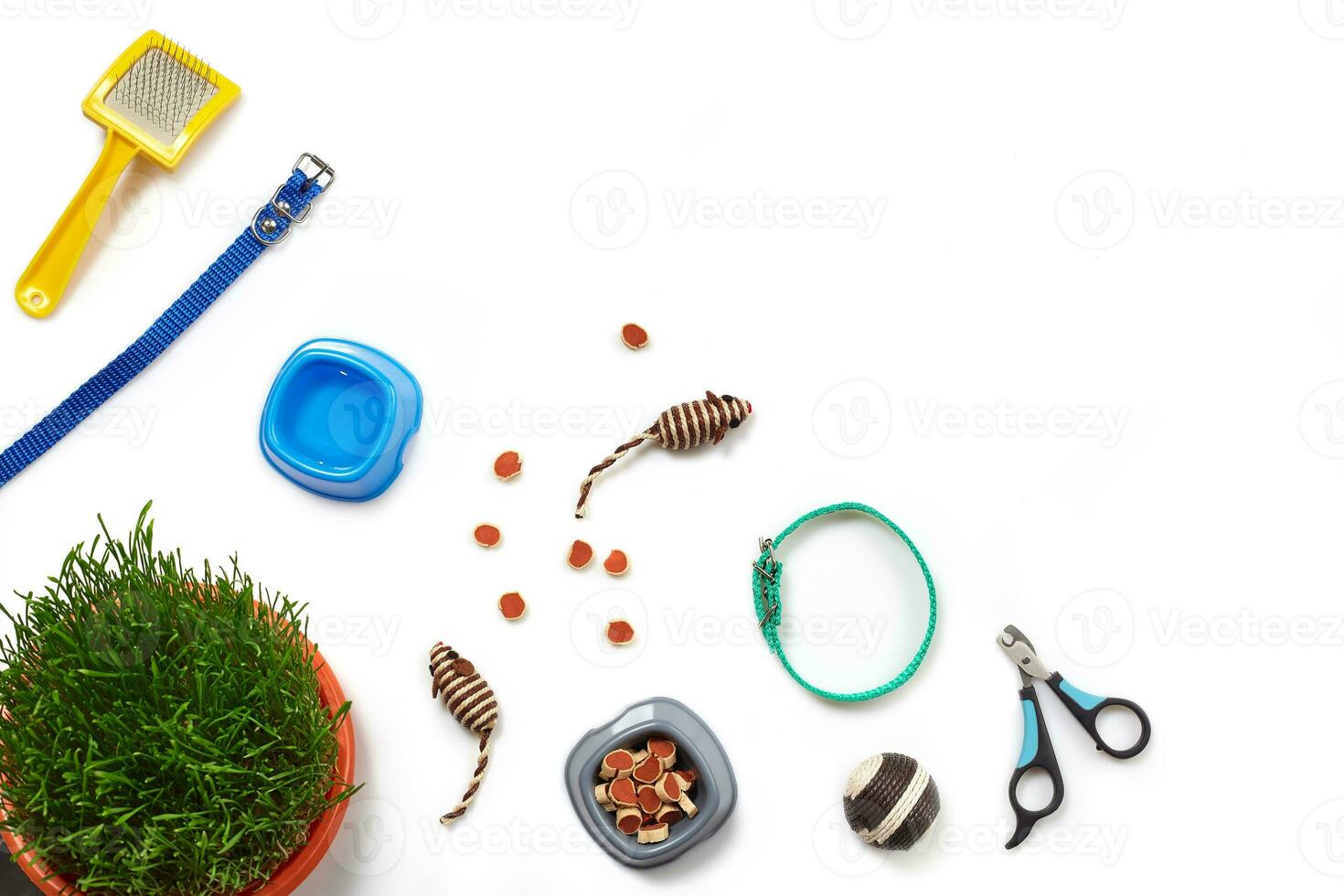 Flat lay composition with accessories for a cat isolated on white background. Pet care. photo