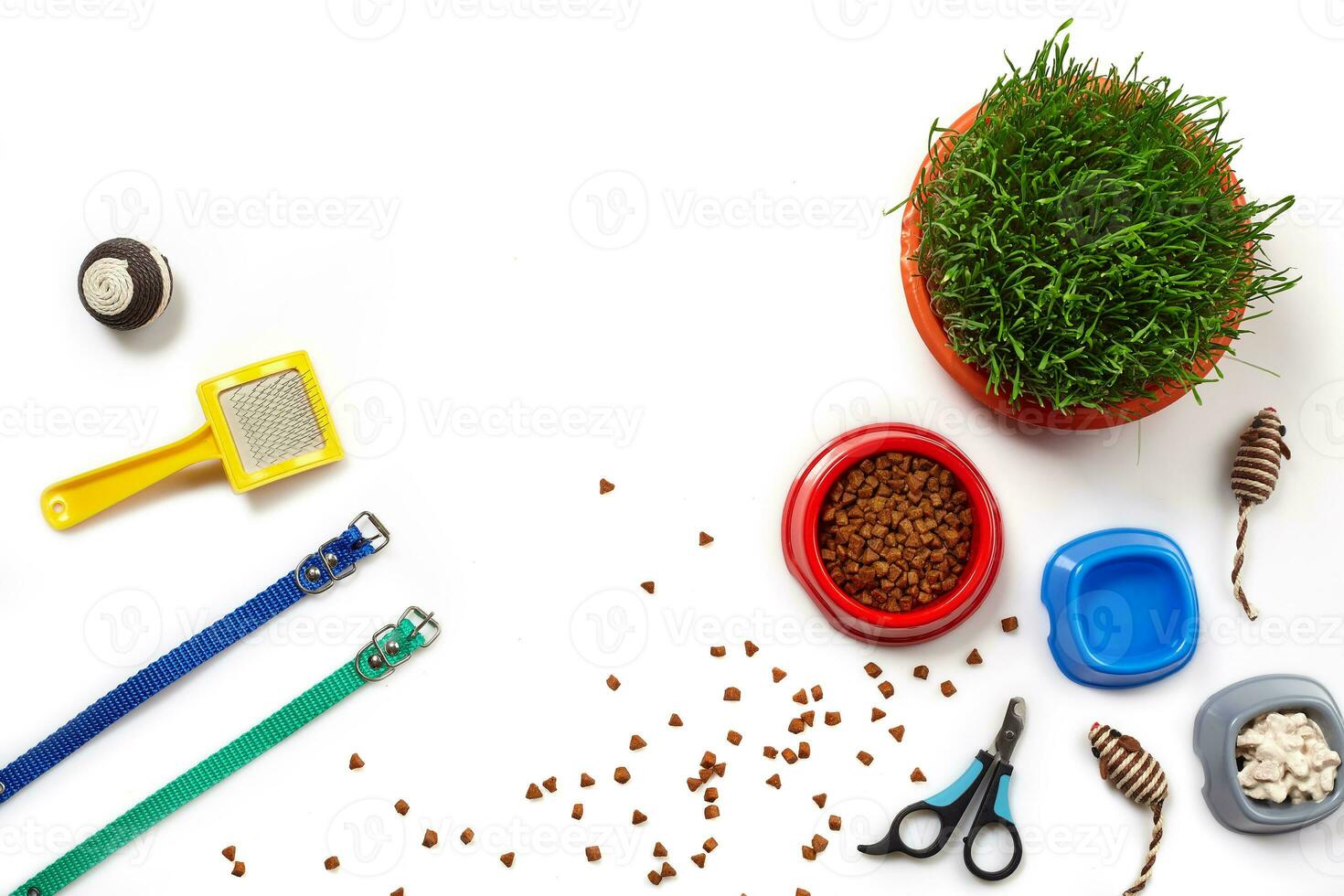 Flat lay composition with accessories for a cat isolated on white background. Pet care. photo