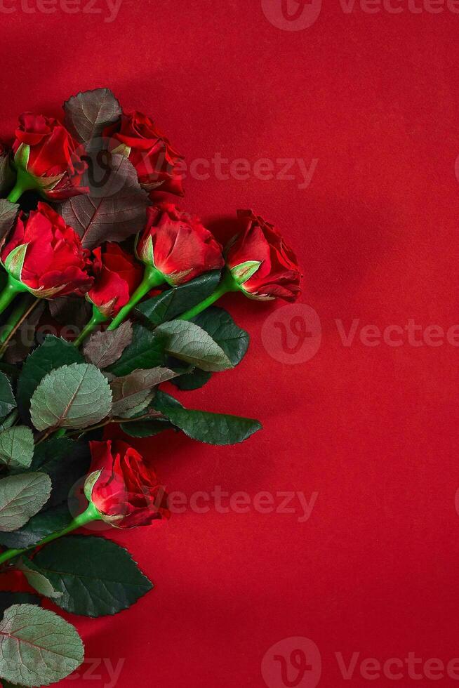 Close-up beautiful red roses bouquet on red background for valen photo