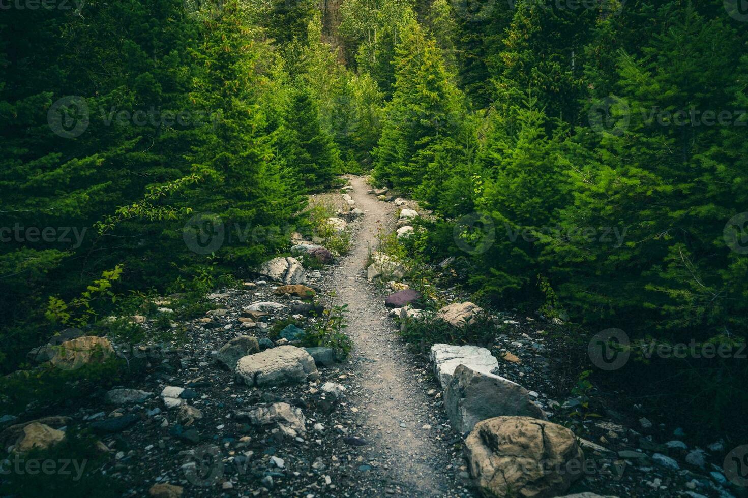 Tranquil Forest Stream Amidst Lush Green Foliage and Towering Trees in Natural Wilderness photo