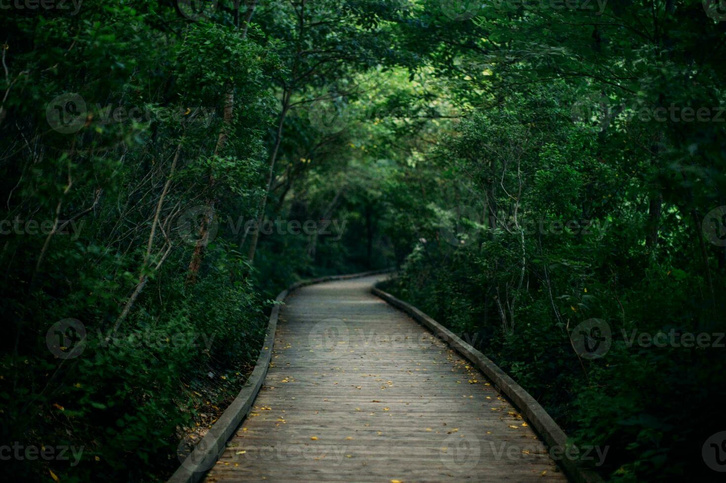 Tranquil Path Through Lush Green Forest photo