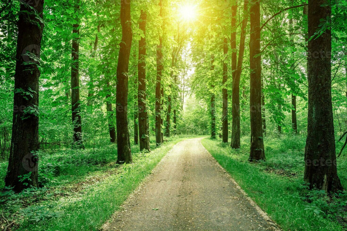 Tranquil Sunlit Forest Path photo