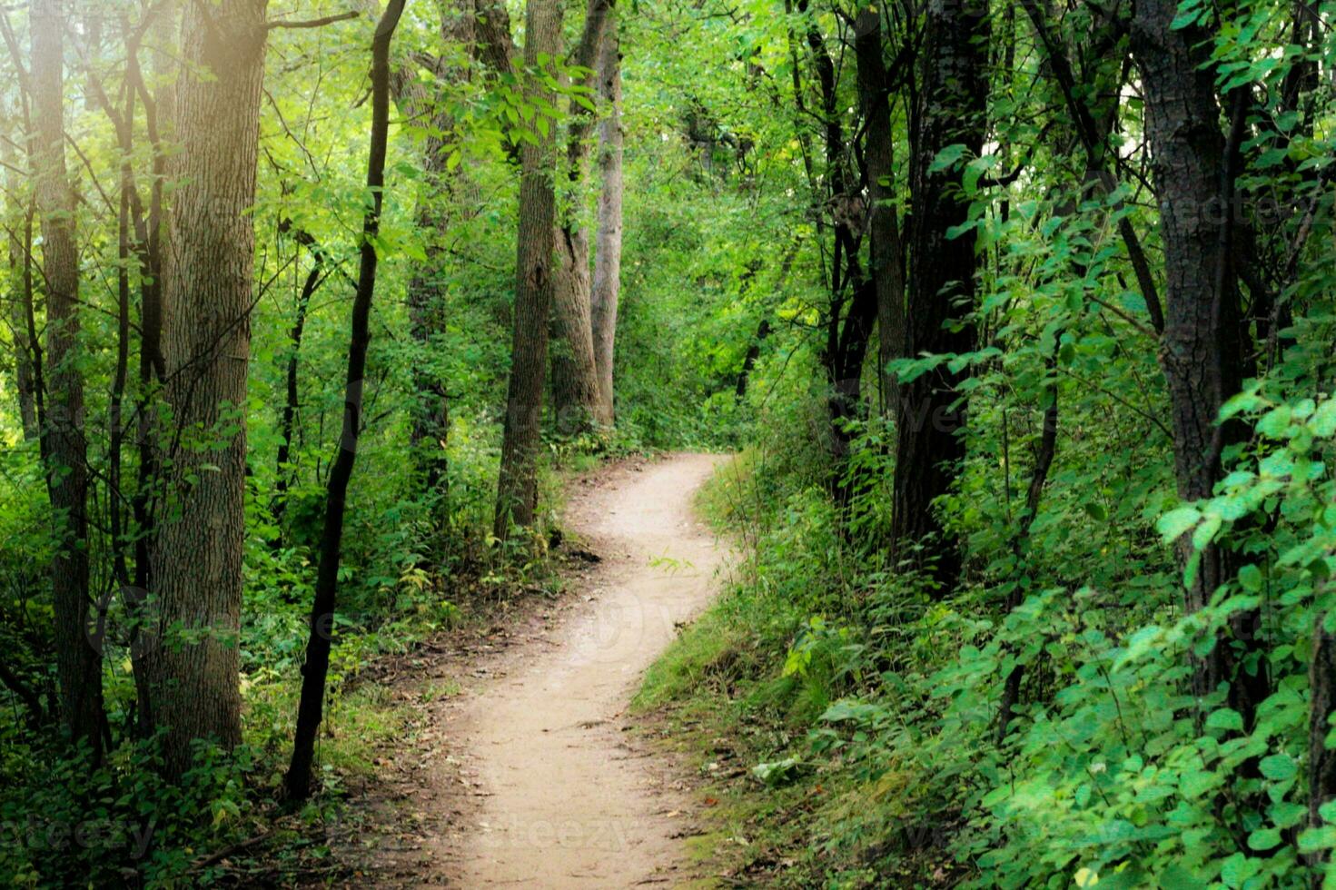 el camino adelante en un tranquilo selva lozano follaje, verde árboles, y tranquilidad en medio de naturaleza foto