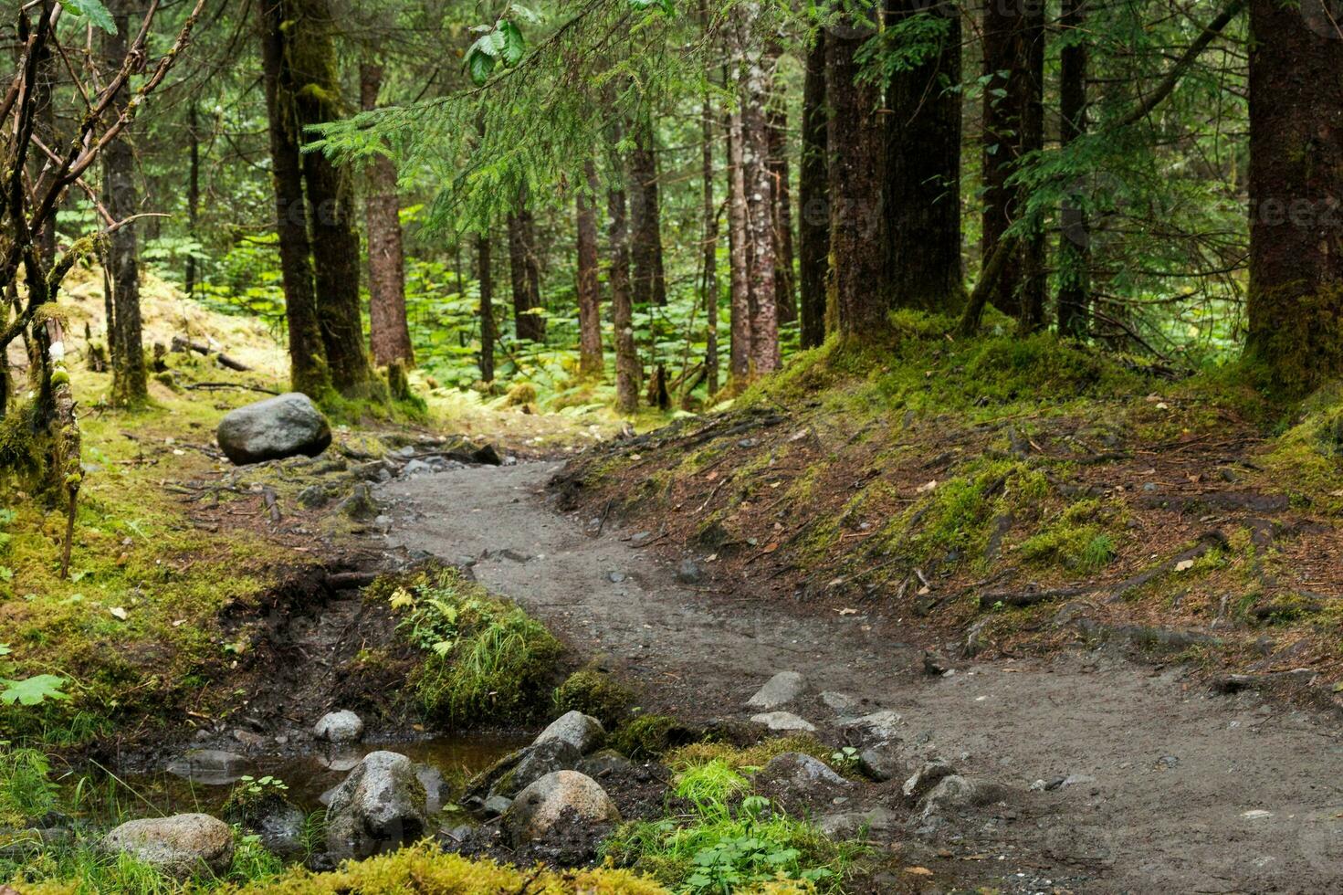 Tranquil Forest River Scene photo