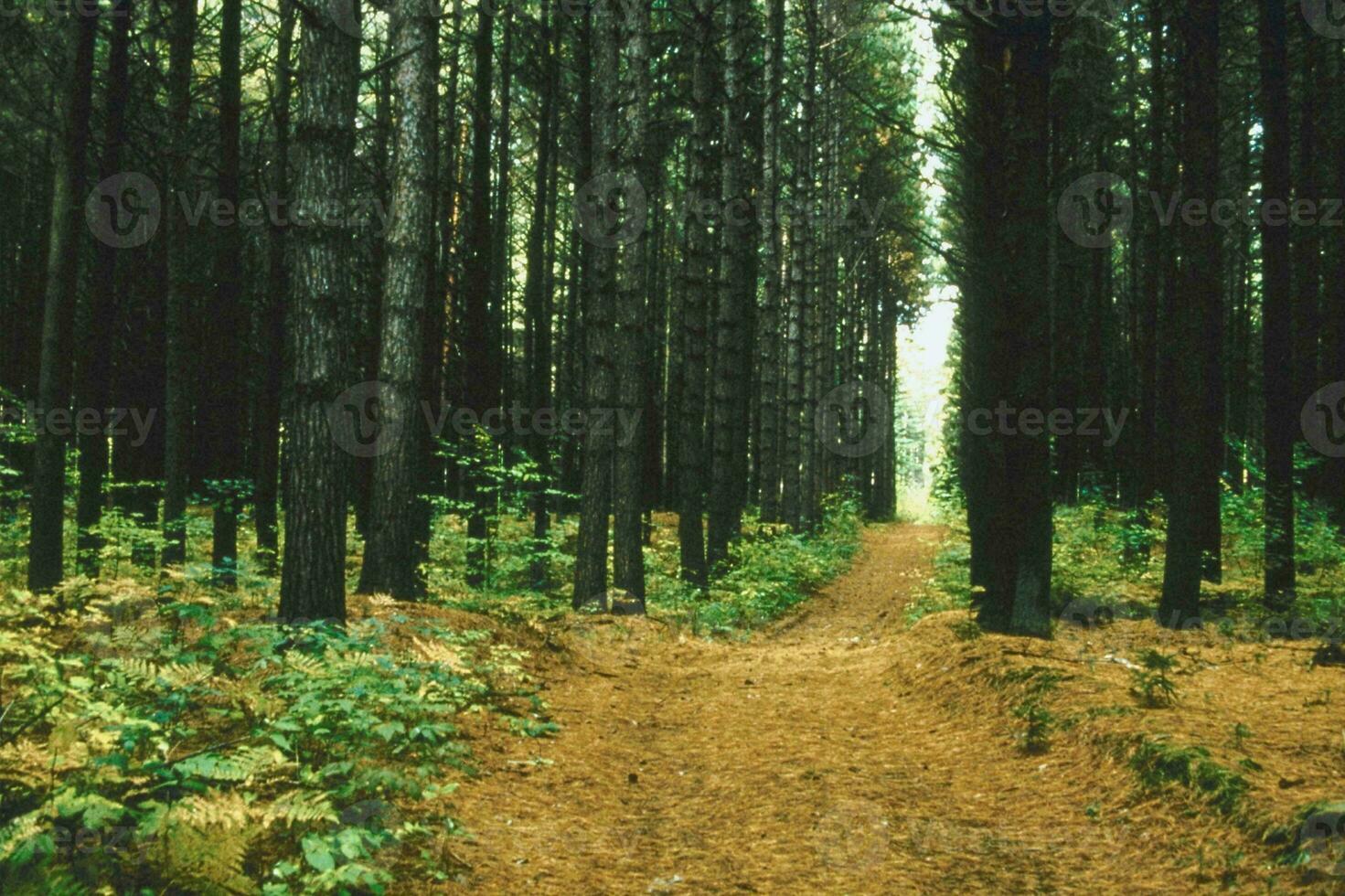 Tranquil Forest Peaceful Green Woodland in Nature photo