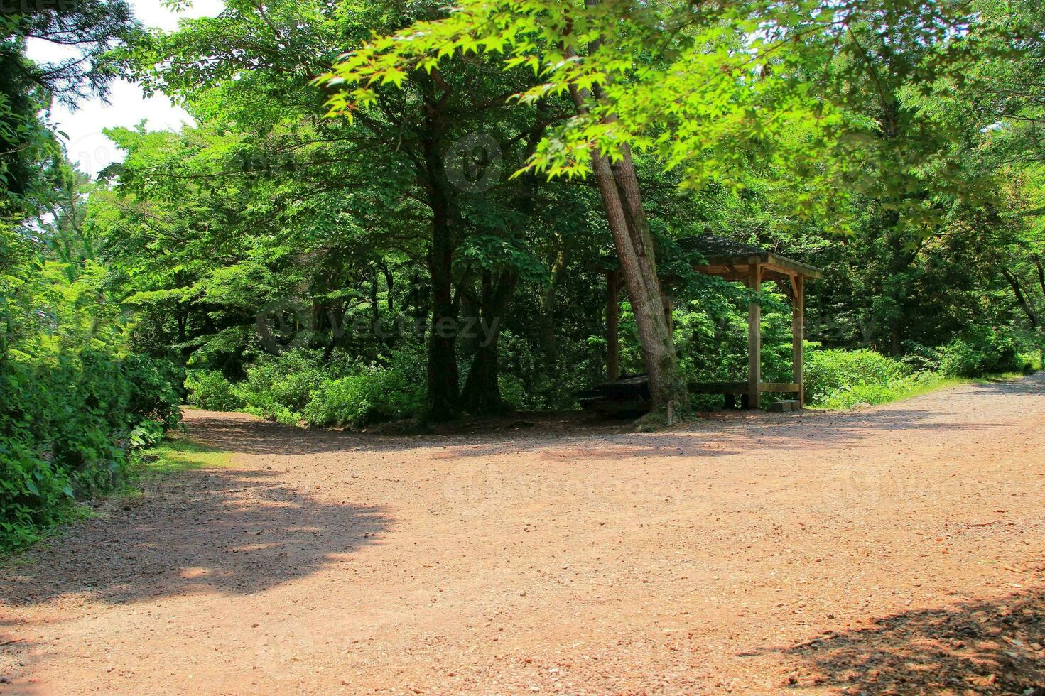 Tranquil Garden Foliage Amidst Sunlit Woodland photo