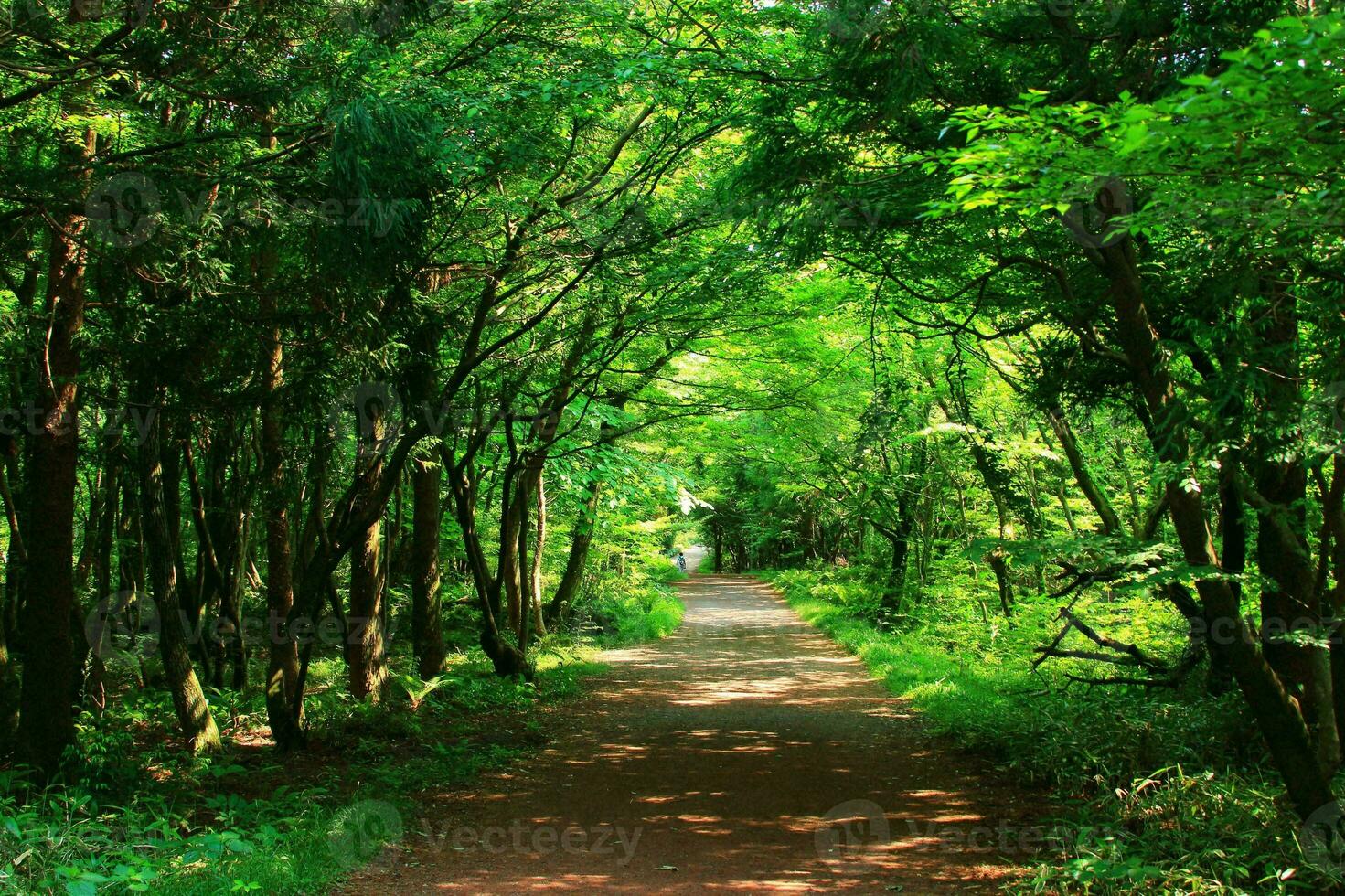 tranquilo campo camina en medio de lozano verde follaje y bosque foto