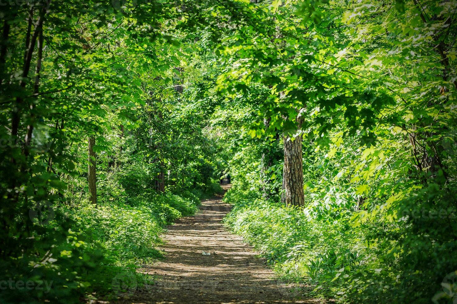 Tranquil Path Through Lush Green Rainforest photo