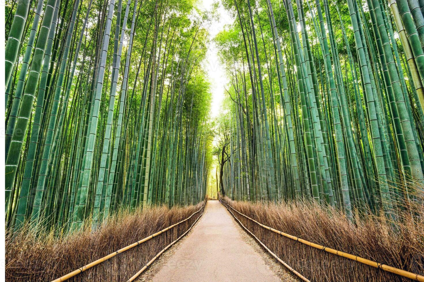 tranquilo bosque camino líder a desvanecimiento punto foto