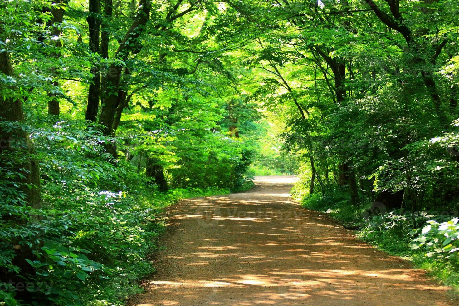 Tranquil Green Path Through Lush Woodland photo