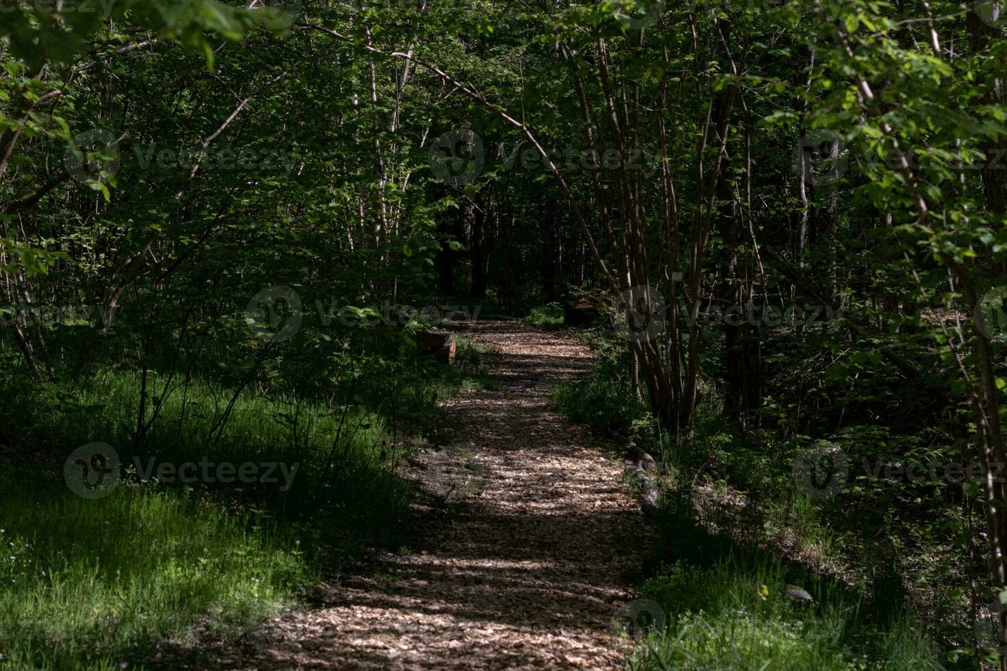 Tranquil Path Through Green Woodland photo