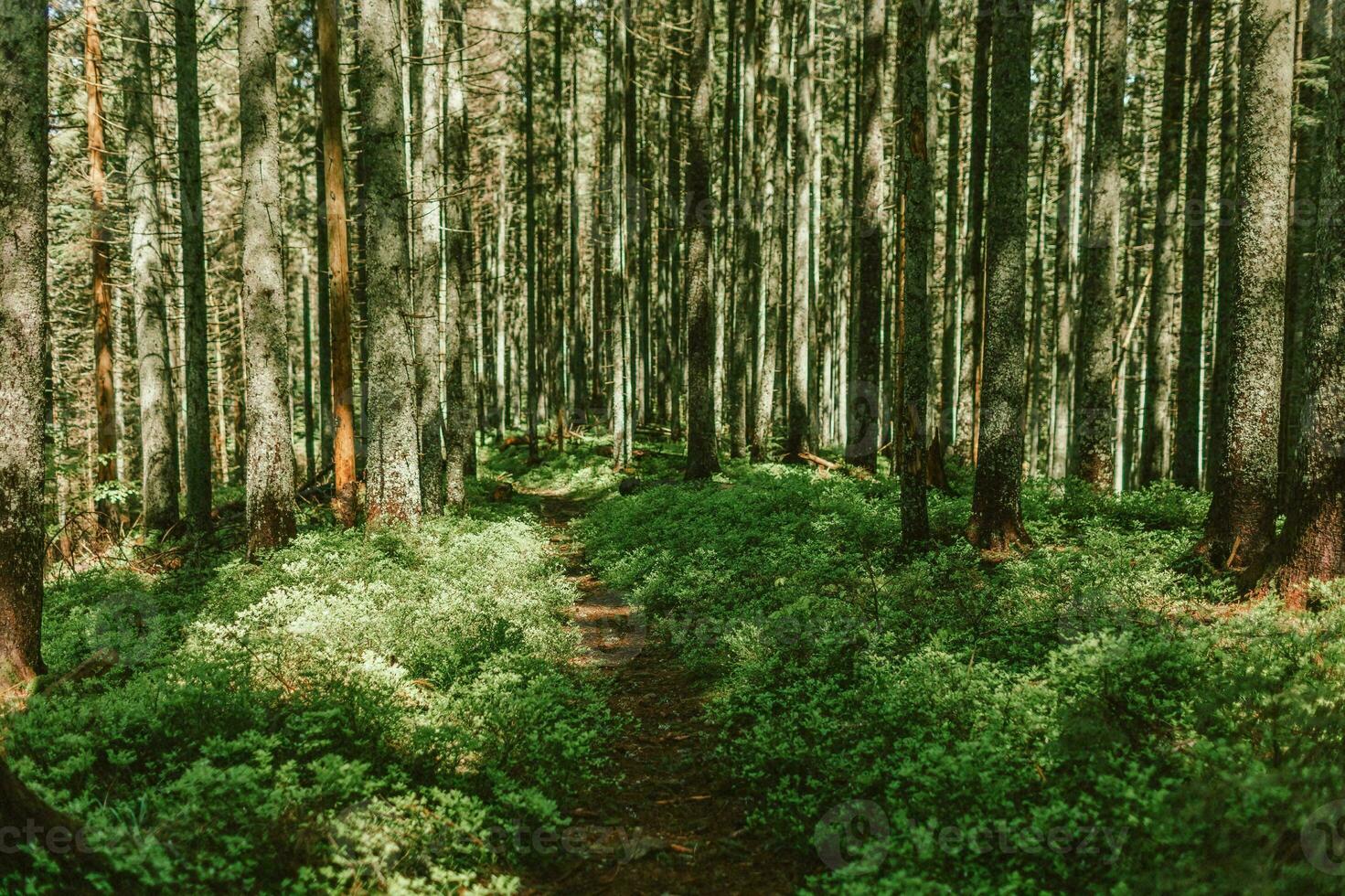 Tranquil Countryside Grove Amid Old-Growth Forest photo