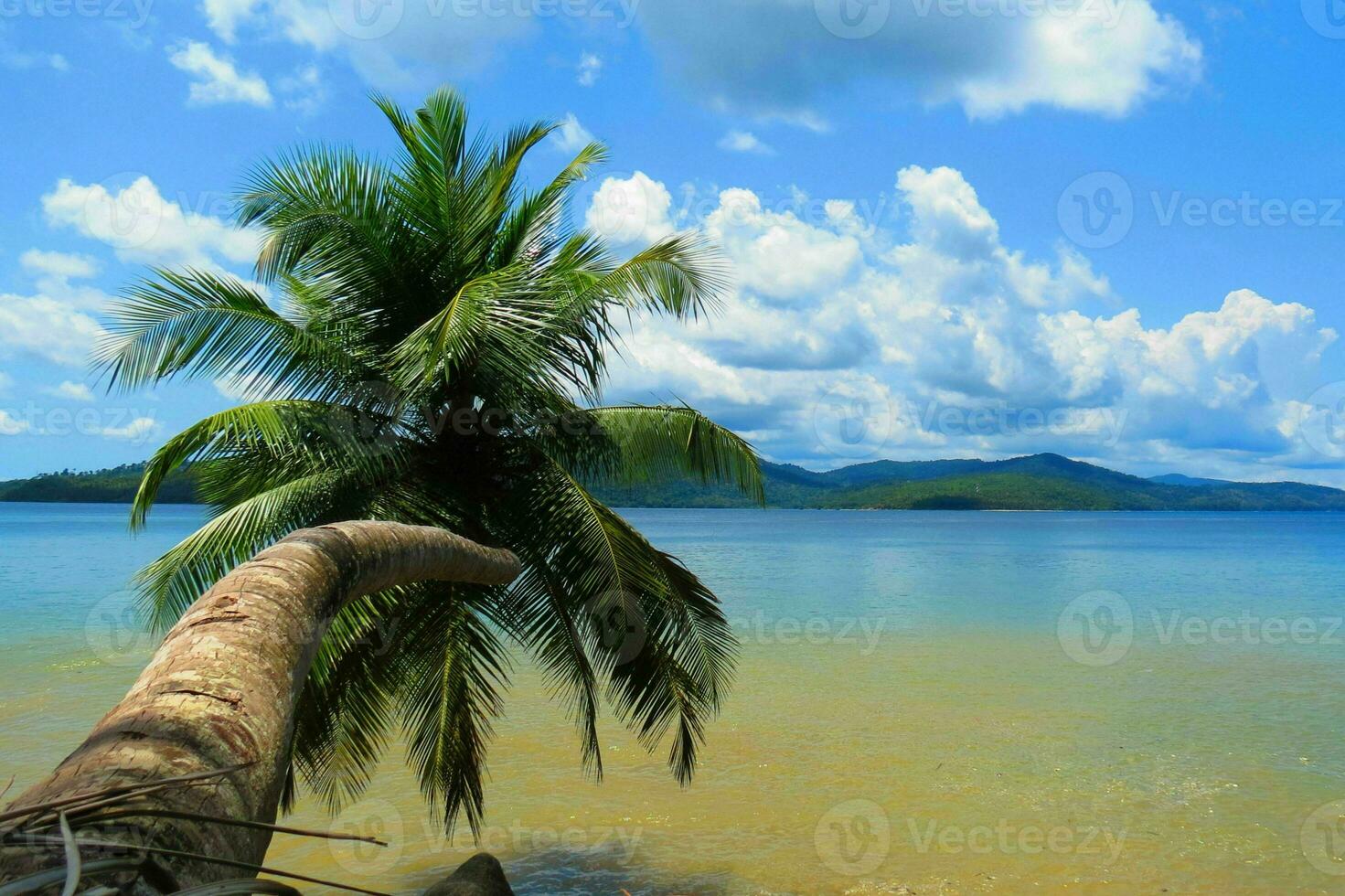 Tranquil tropical beach with palm trees and blue sea. photo