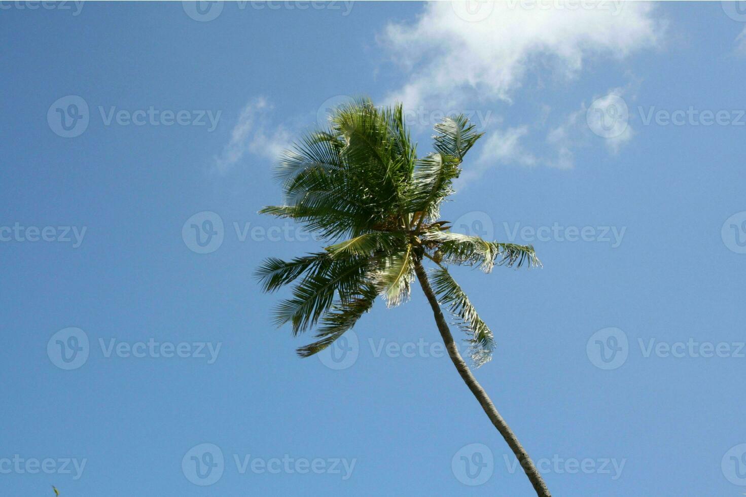 Tranquil tropical beach with palm trees and blue sea. photo