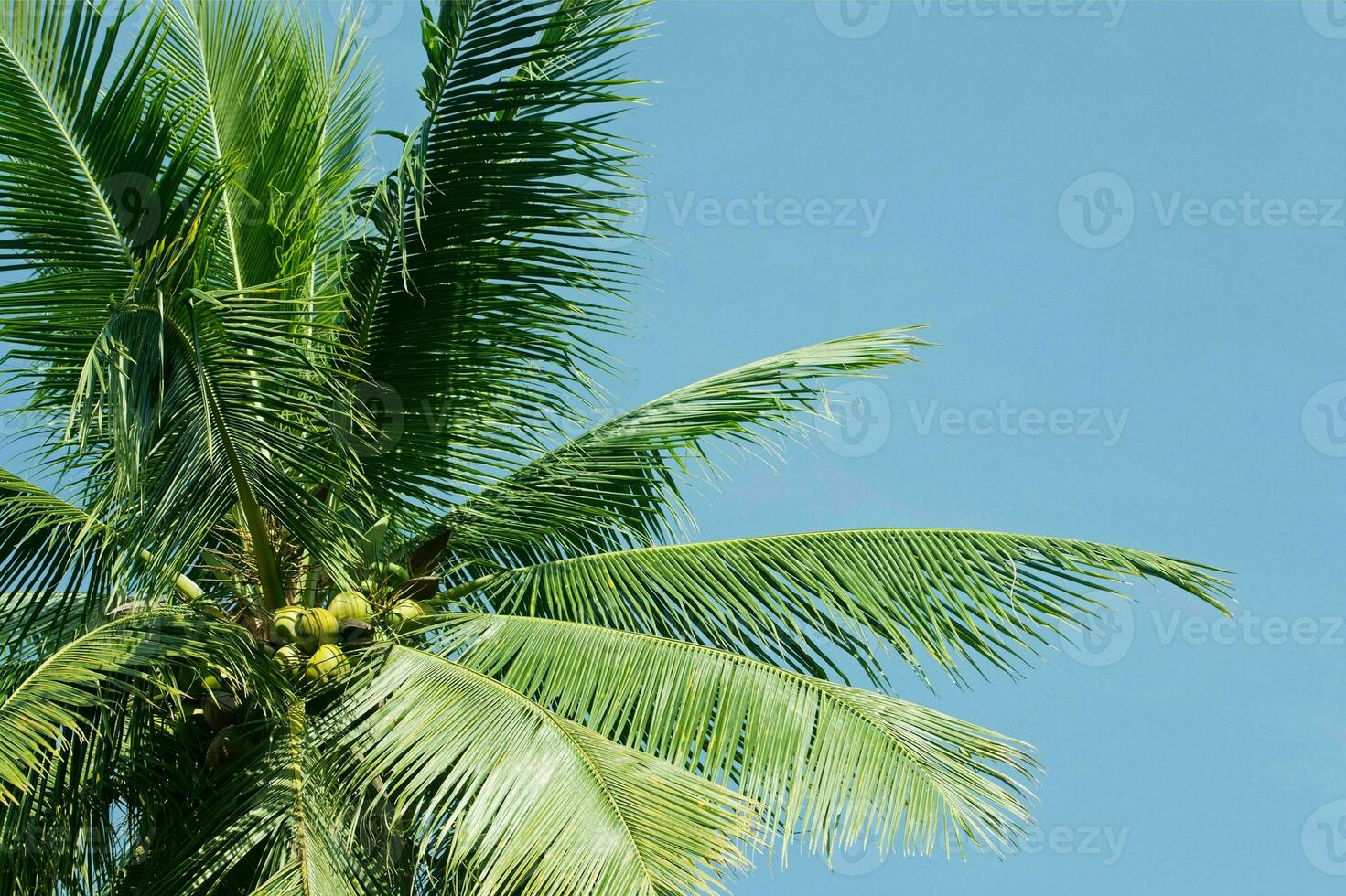 tranquilo tropical playa con palma arboles y azul mar. foto