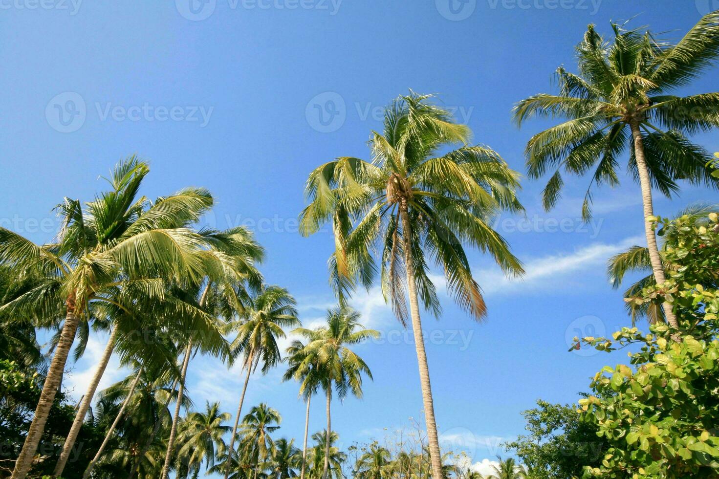 Tranquil tropical beach with palm trees and blue sea. photo