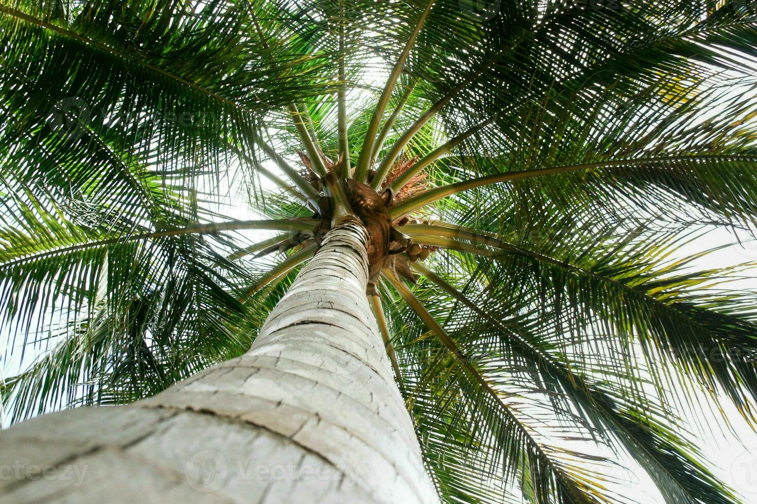 tranquilo tropical playa con palma arboles y azul mar. foto