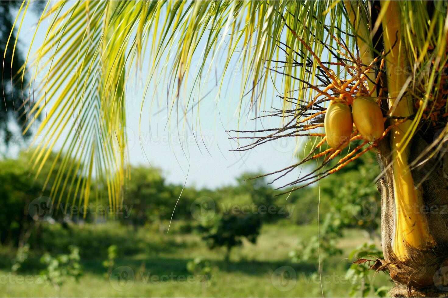 tranquilo tropical playa con palma arboles y azul mar. foto