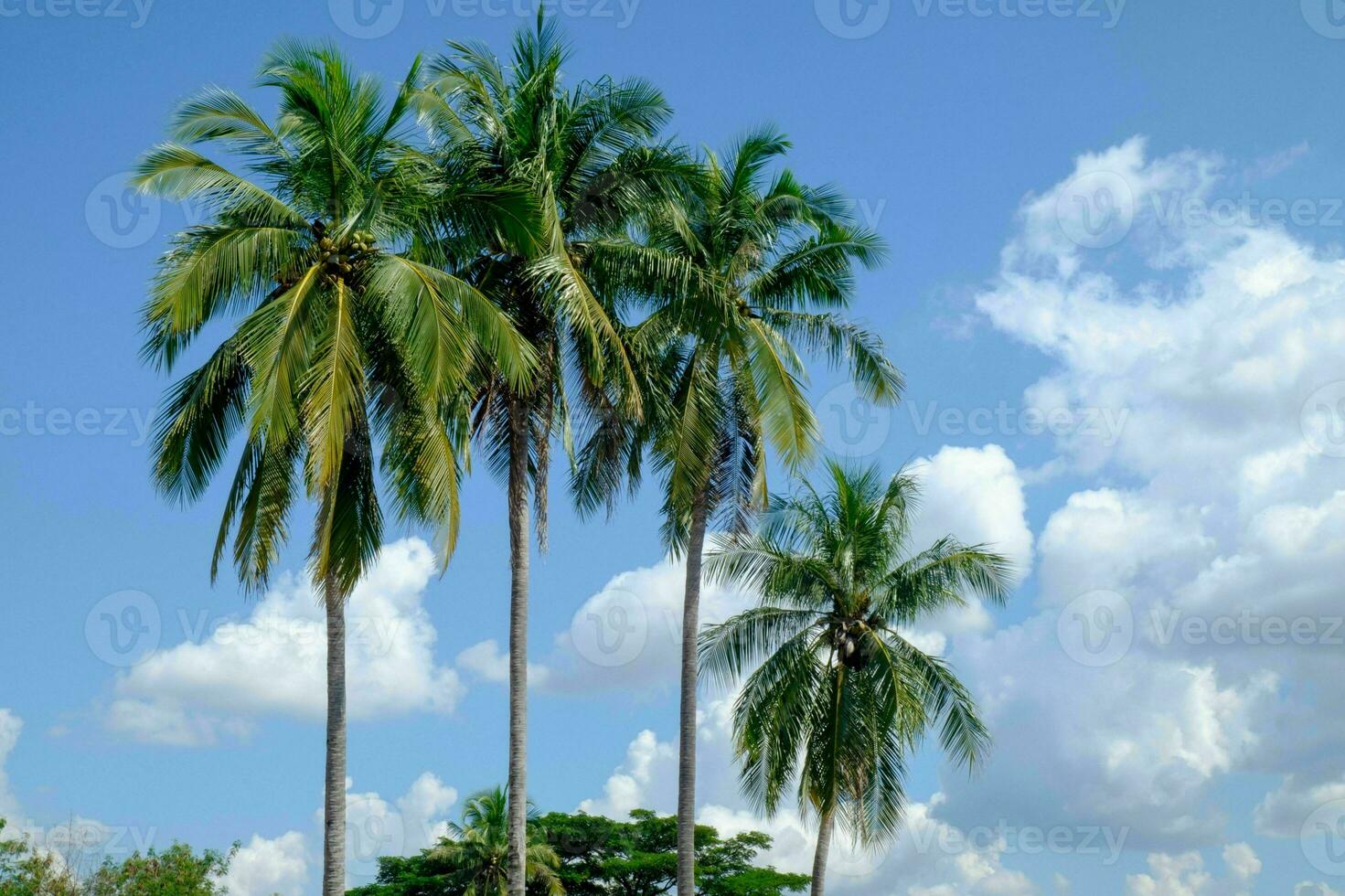 Tranquil tropical beach with palm trees and blue sea. photo