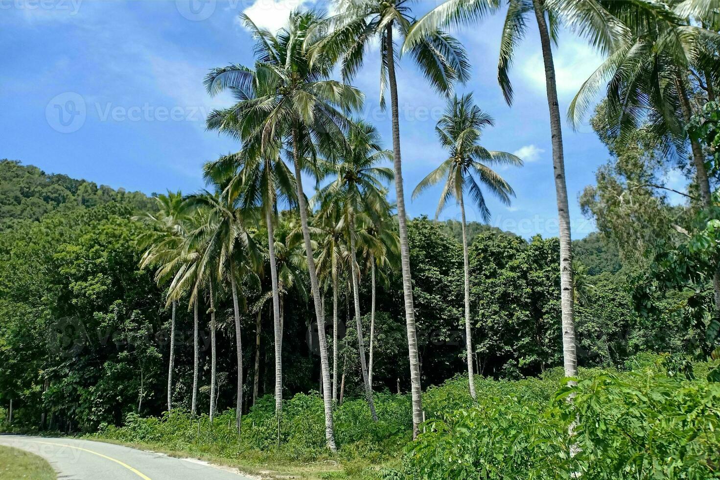 Tranquil tropical beach with palm trees and blue sea. photo