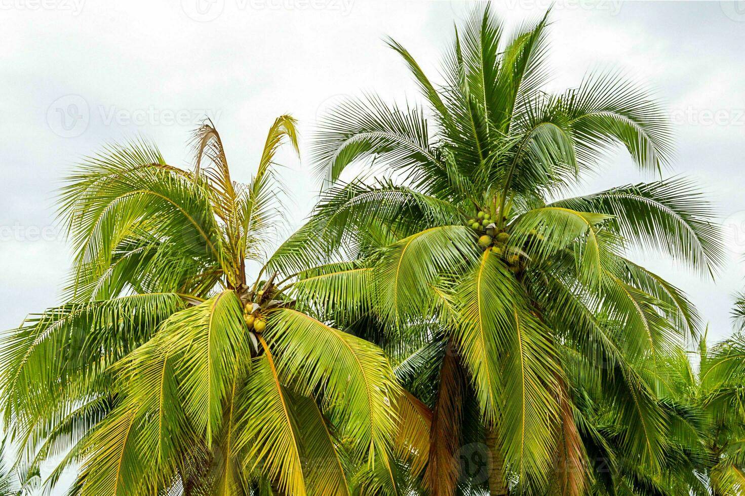 Tranquil tropical beach with palm trees and blue sea. photo