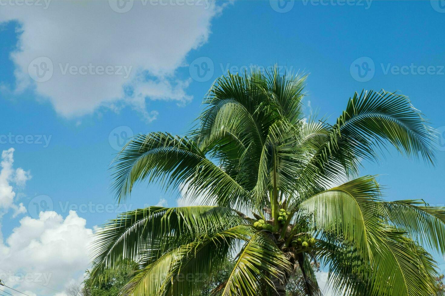 Tranquil tropical beach with palm trees and blue sea. photo