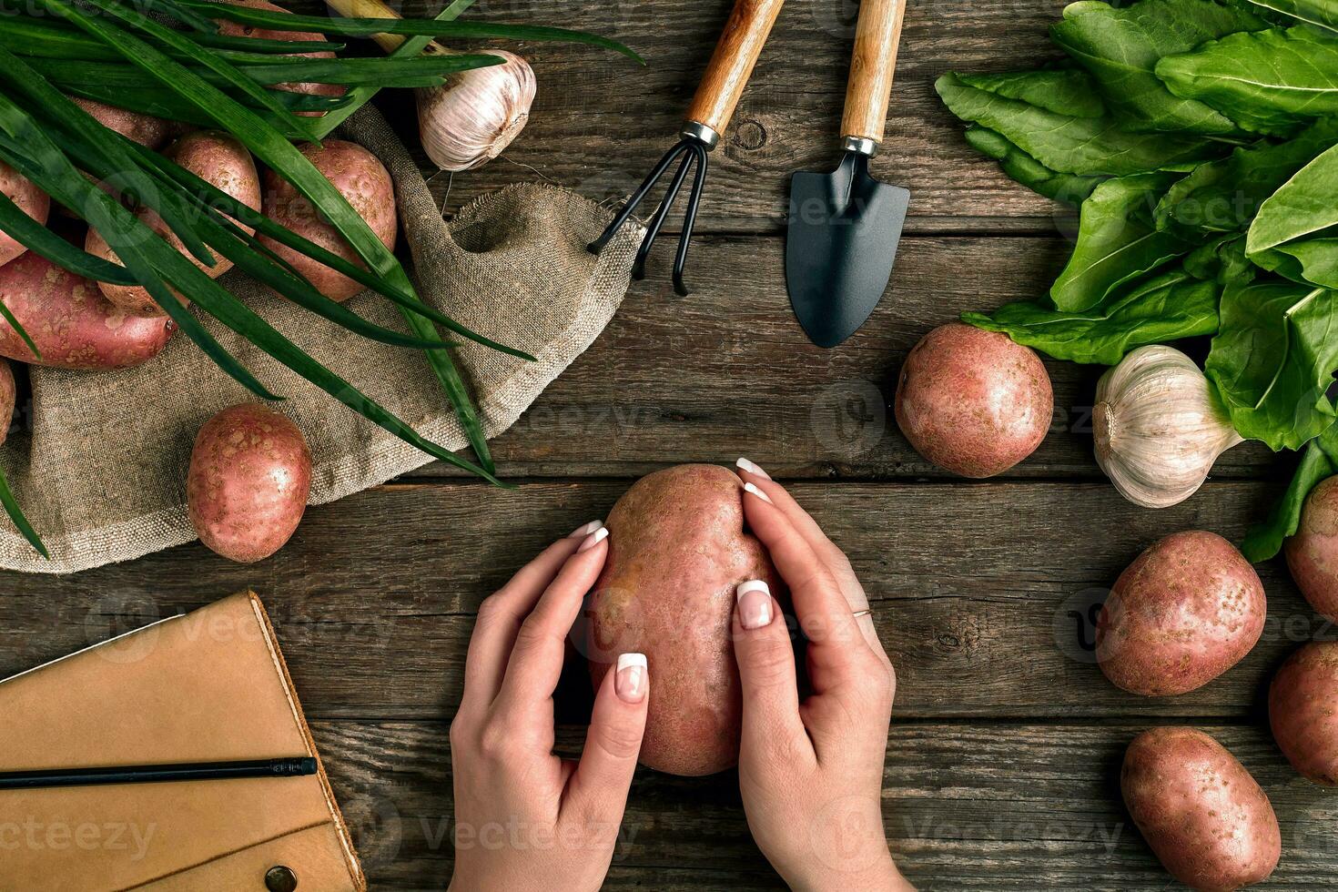 Large potato in female hands, top view on a wooden background with garden tools, greens, onions, garlic and potatoes photo