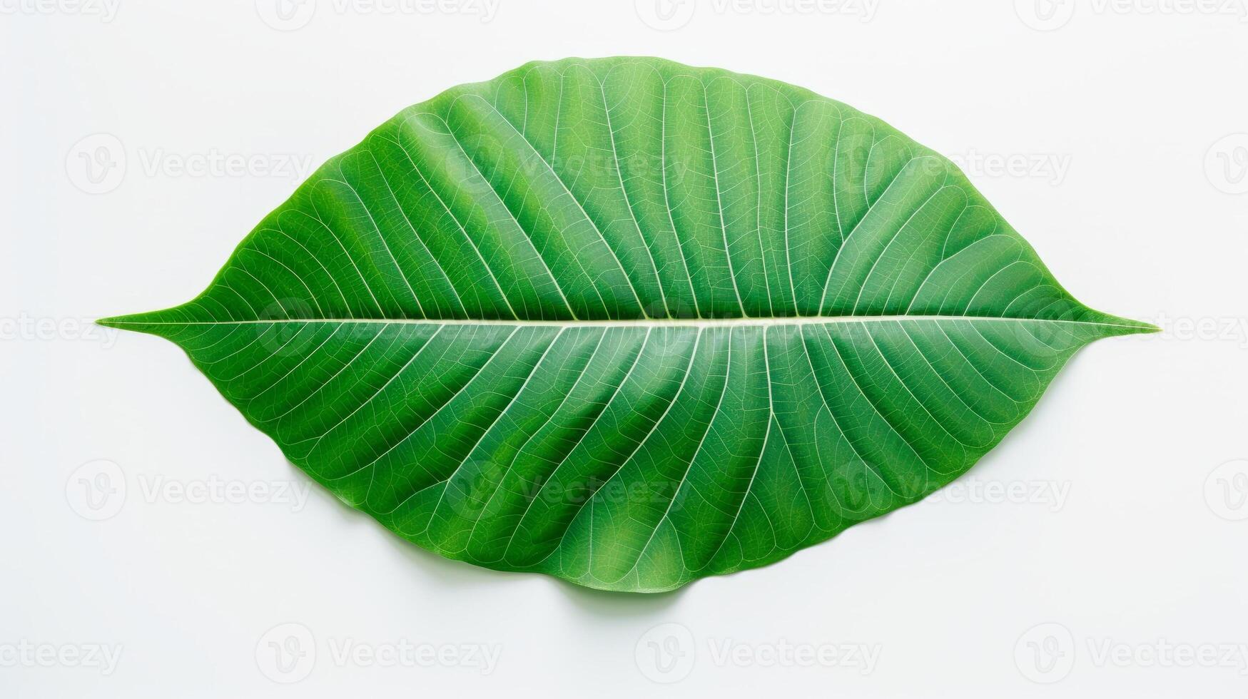 AI Generated A single green leaf with a glossy texture and a pointed tip The leaf has a central vein and many smaller veins The leaf is a bright green color and contrasts with the white background photo