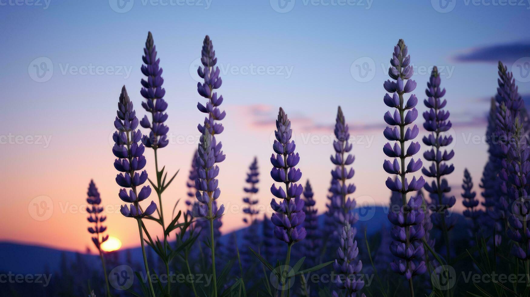 Lavender flowers at sunset. Nature background. illustration. Generative AI photo