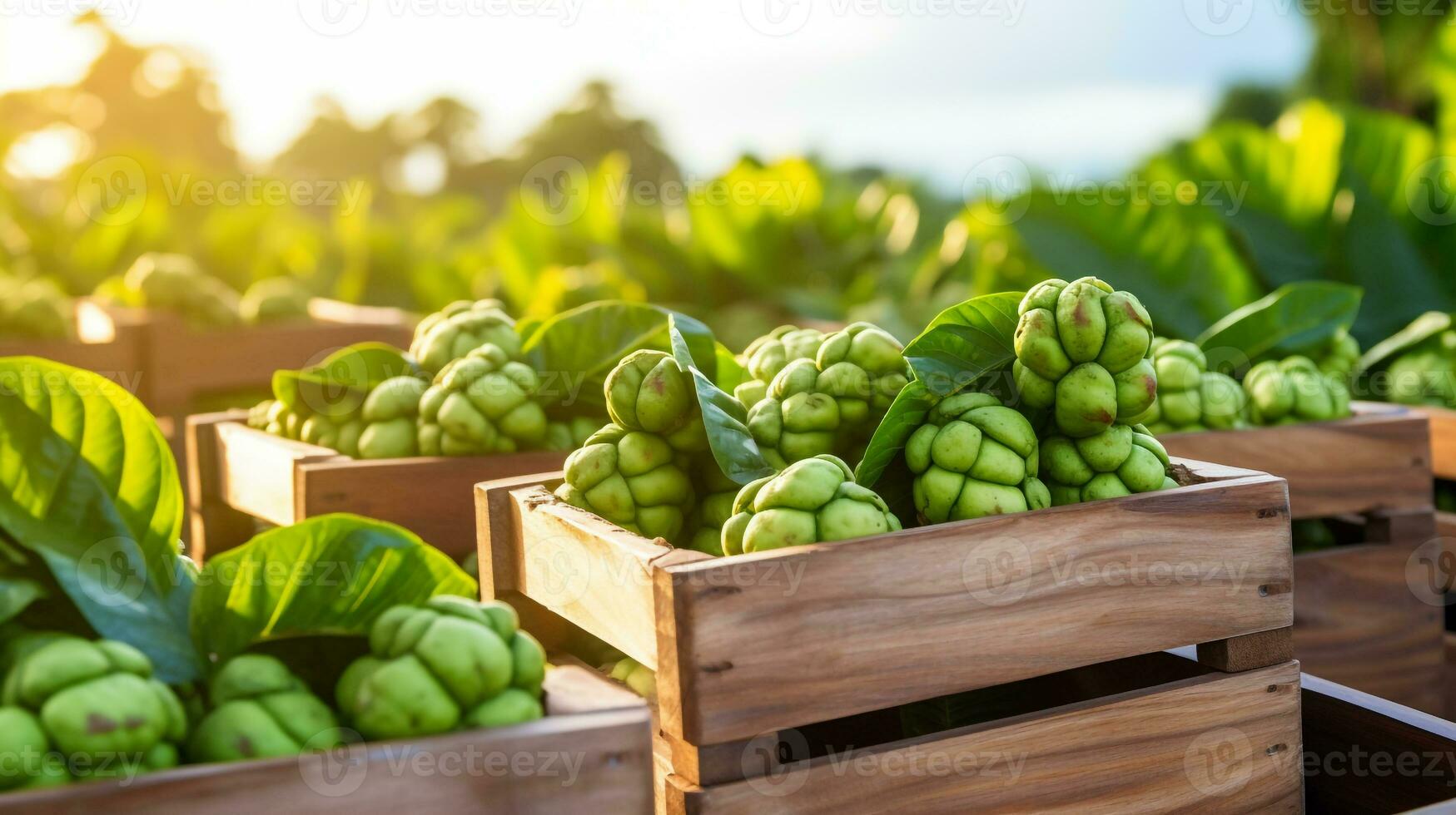 Freshly picked Noni fruit from garden placed in the boxes. Generative AI photo