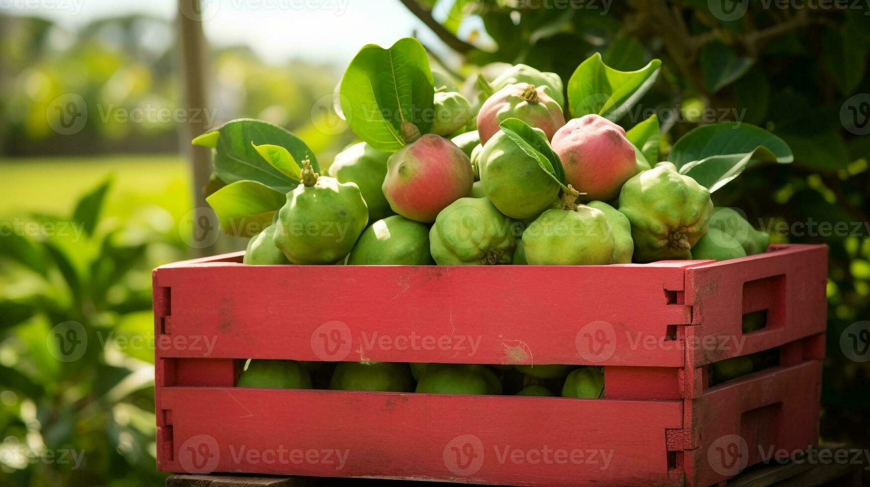 Freshly picked Guava fruit from garden placed in the boxes. Generative AI photo