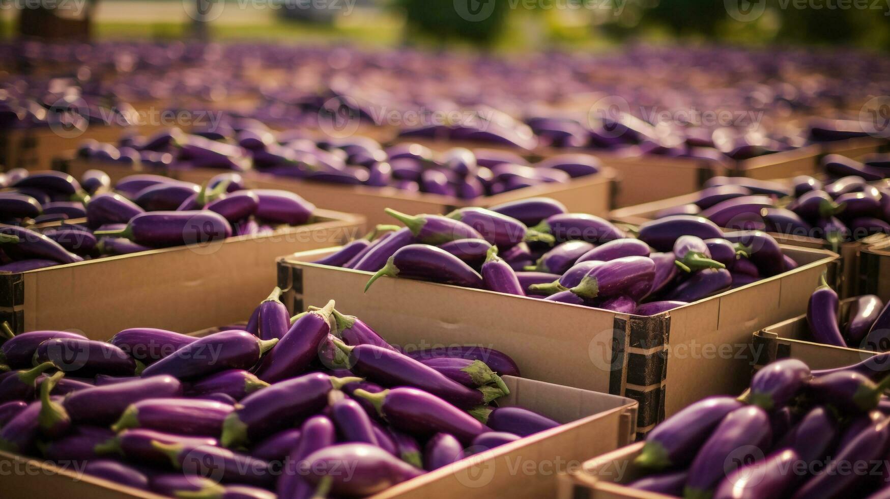 Freshly picked Eggplant fruit from garden placed in the boxes. Generative AI photo