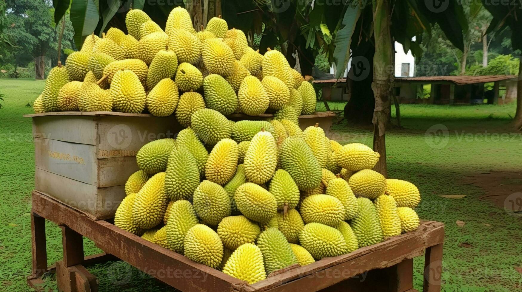 Freshly picked Jackfruit from garden placed in the boxes. Generative AI photo
