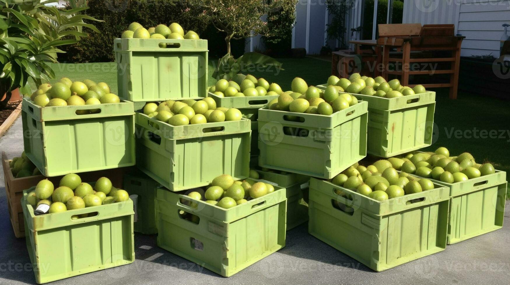 Freshly picked Kiwifruit from garden placed in the boxes. Generative AI photo