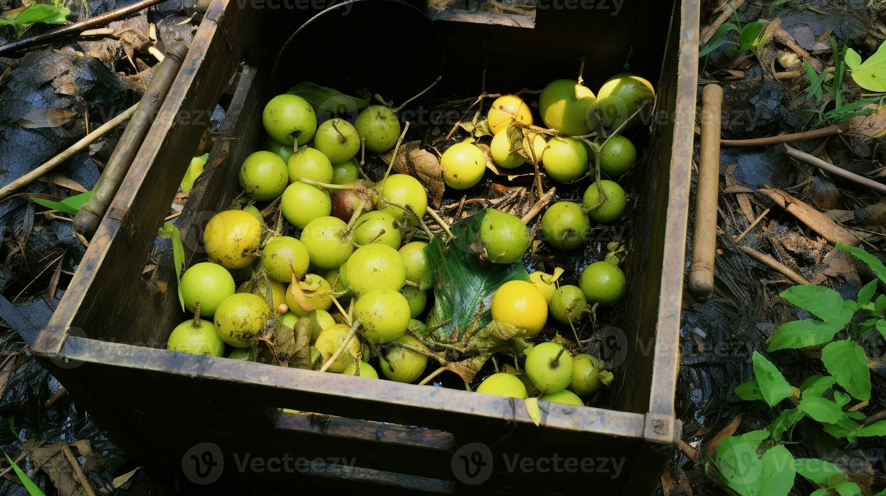 Freshly picked Gowok fruit from garden placed in the boxes. Generative AI photo