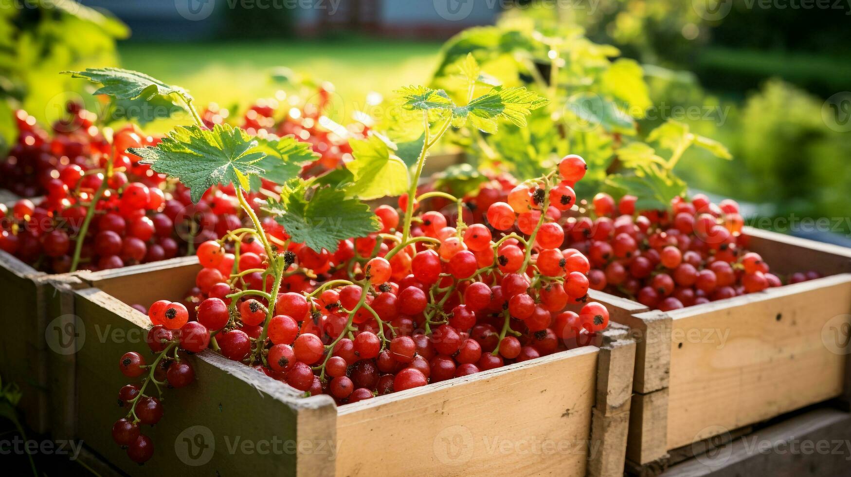 Freshly picked Currant fruit from garden placed in the boxes. Generative AI photo