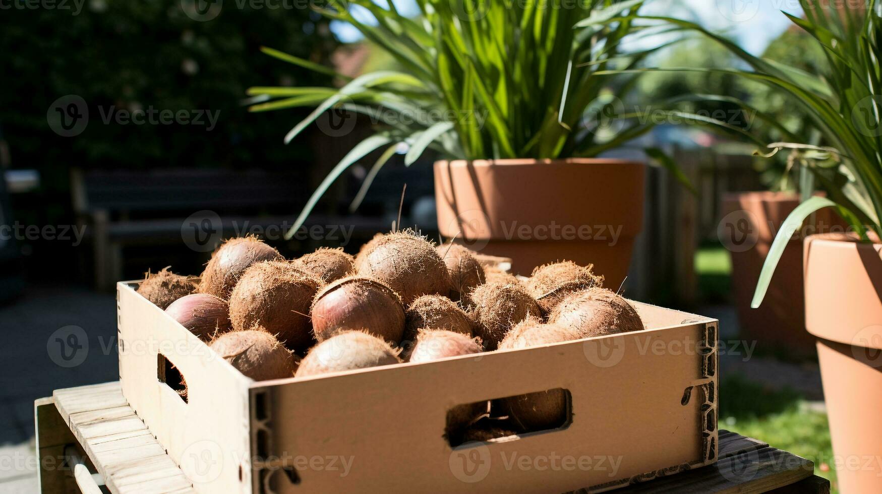 Freshly picked Coconut fruit from garden placed in the boxes. Generative AI photo