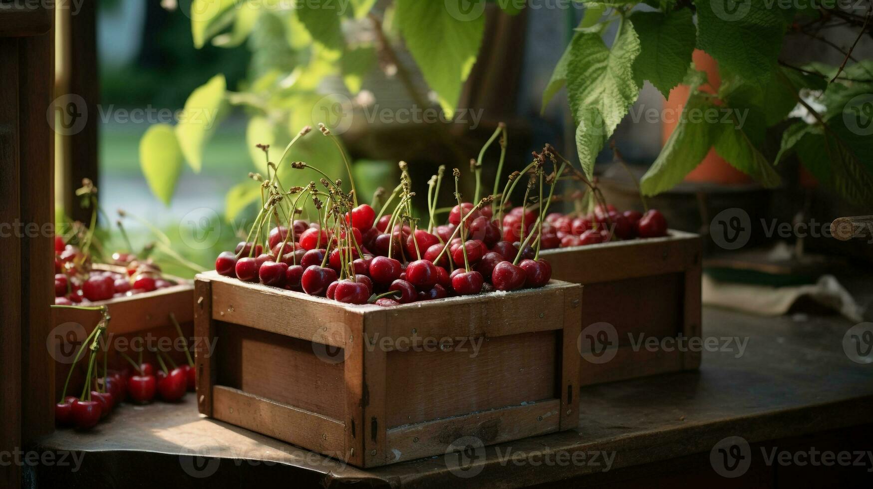 Freshly picked Cherry fruit from garden placed in the boxes. Generative AI photo