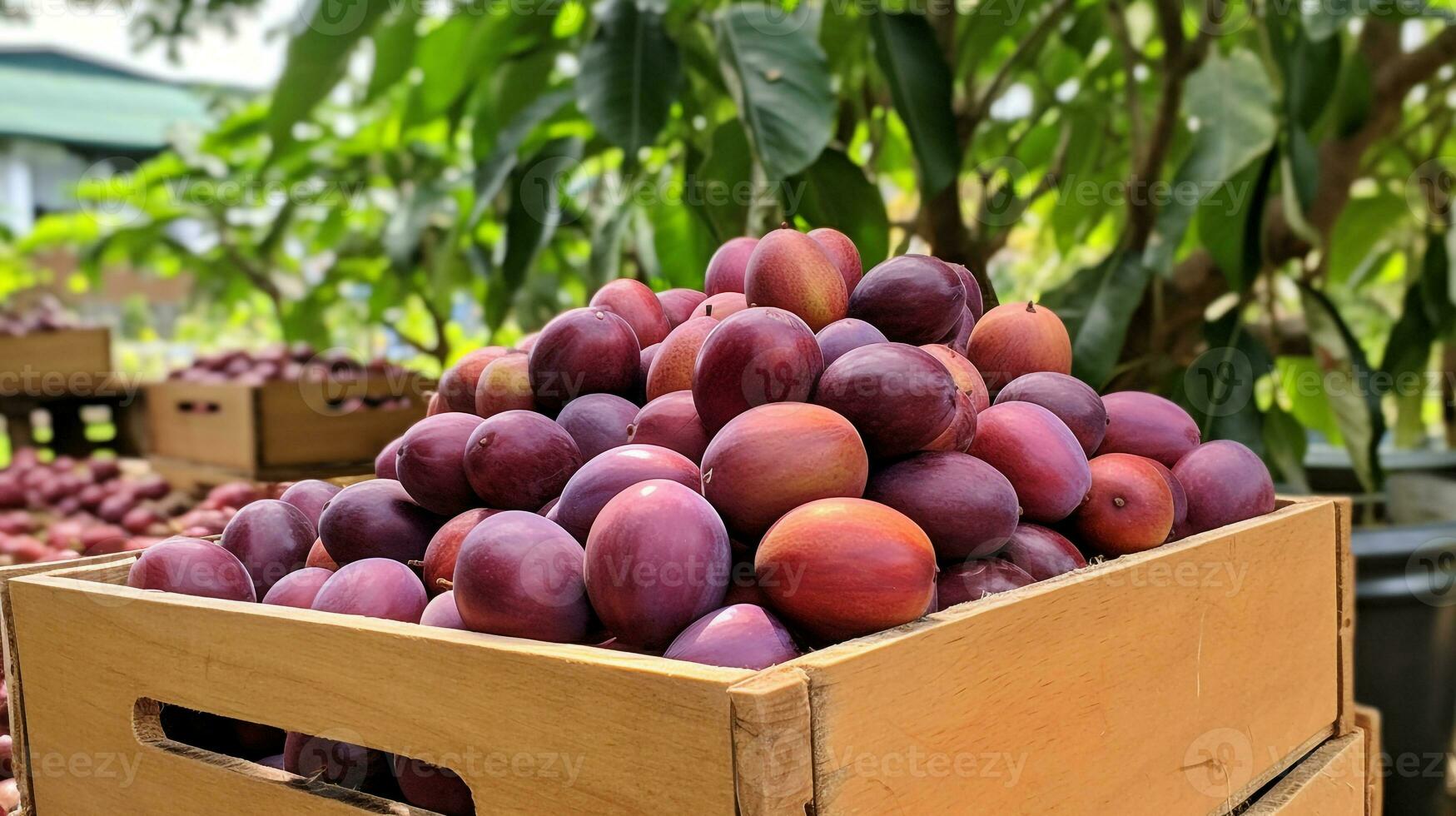 recién escogido batako ciruela Fruta desde jardín metido en el cajas generativo ai foto