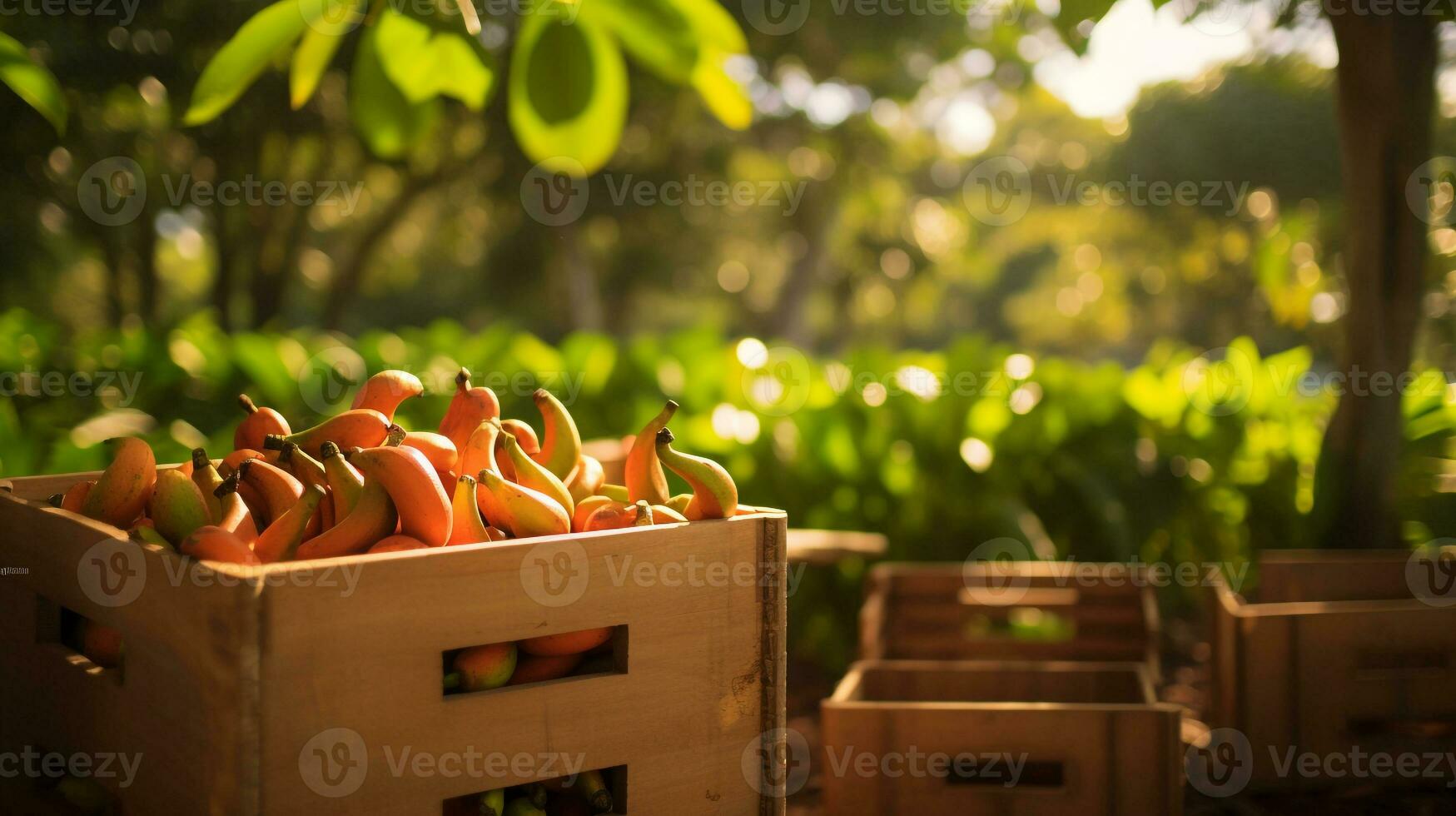 Freshly picked Cashew fruit from garden placed in the boxes. Generative AI photo