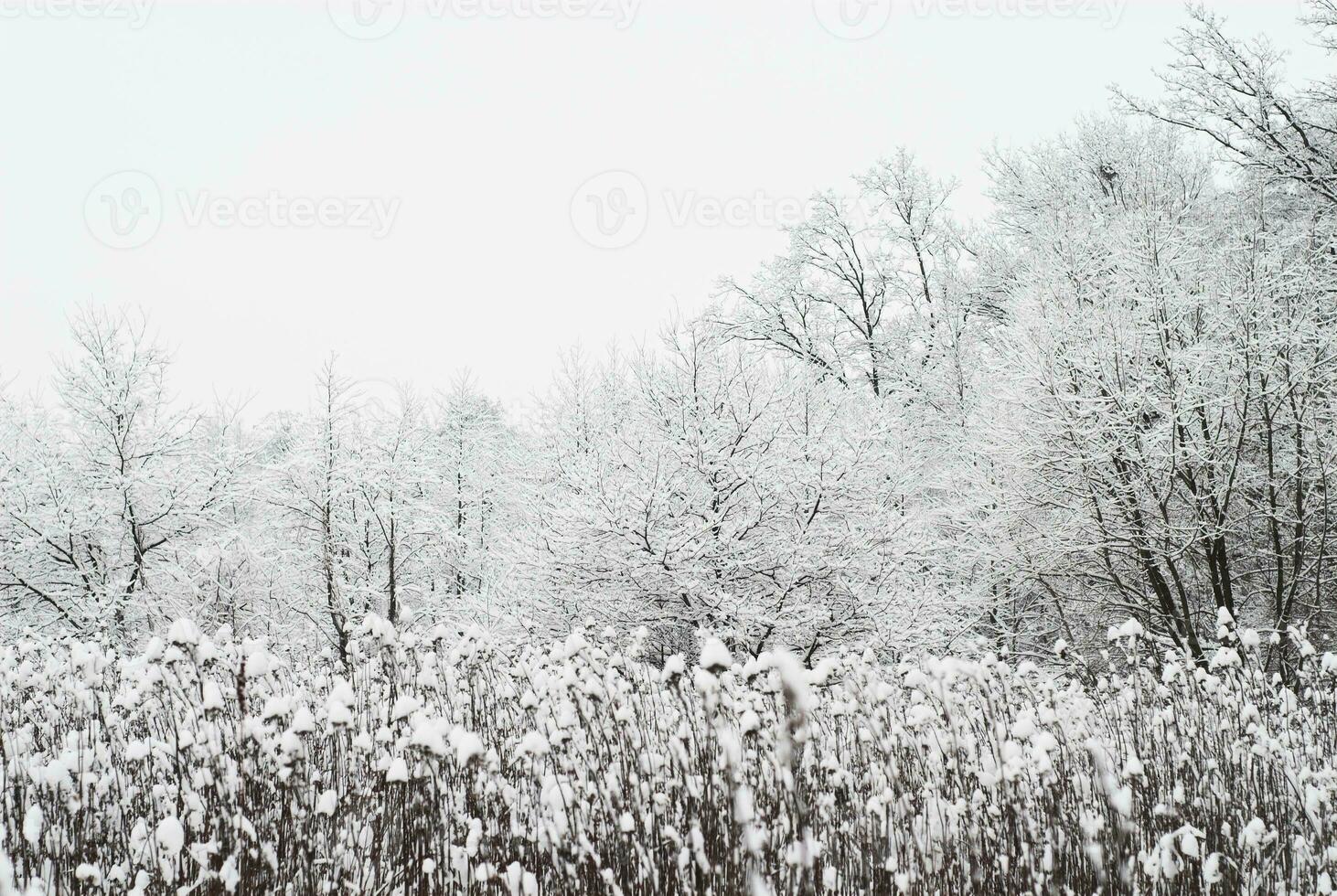 paisaje nevado de invierno foto