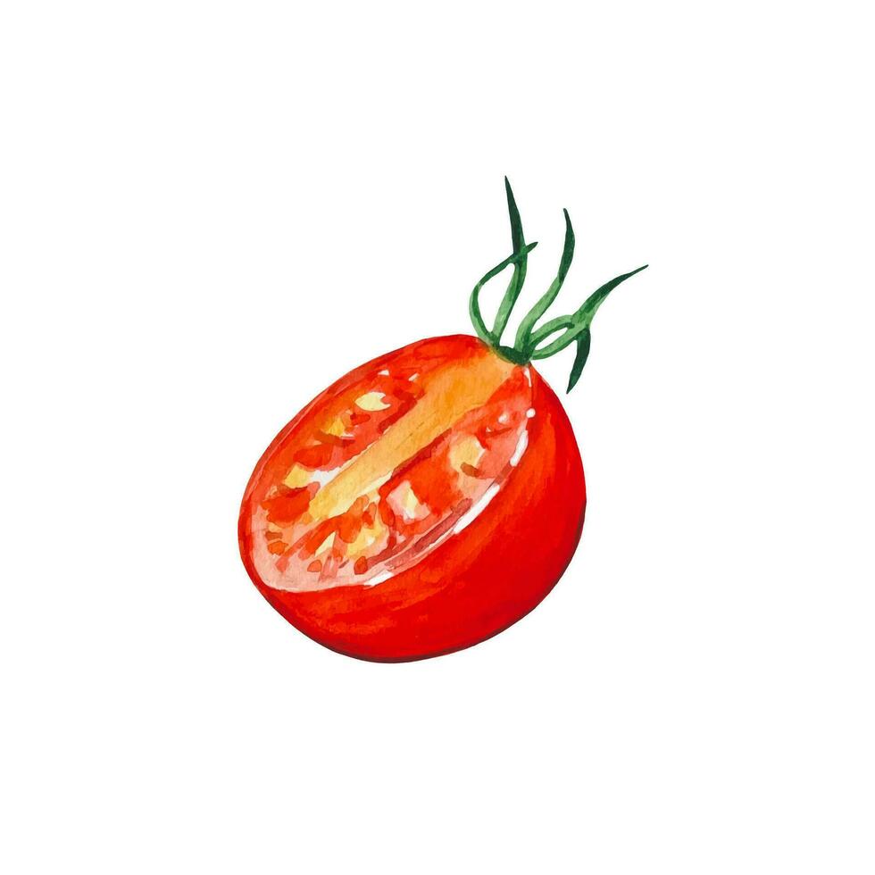 Hand drawn tomato slice, watercolor food illustration vector