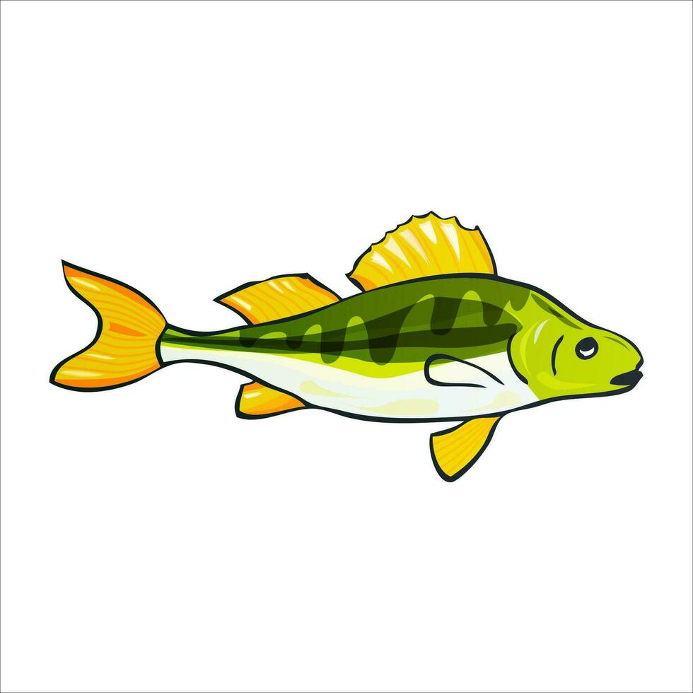 Vector illustration of fishes. Yellow Perch.