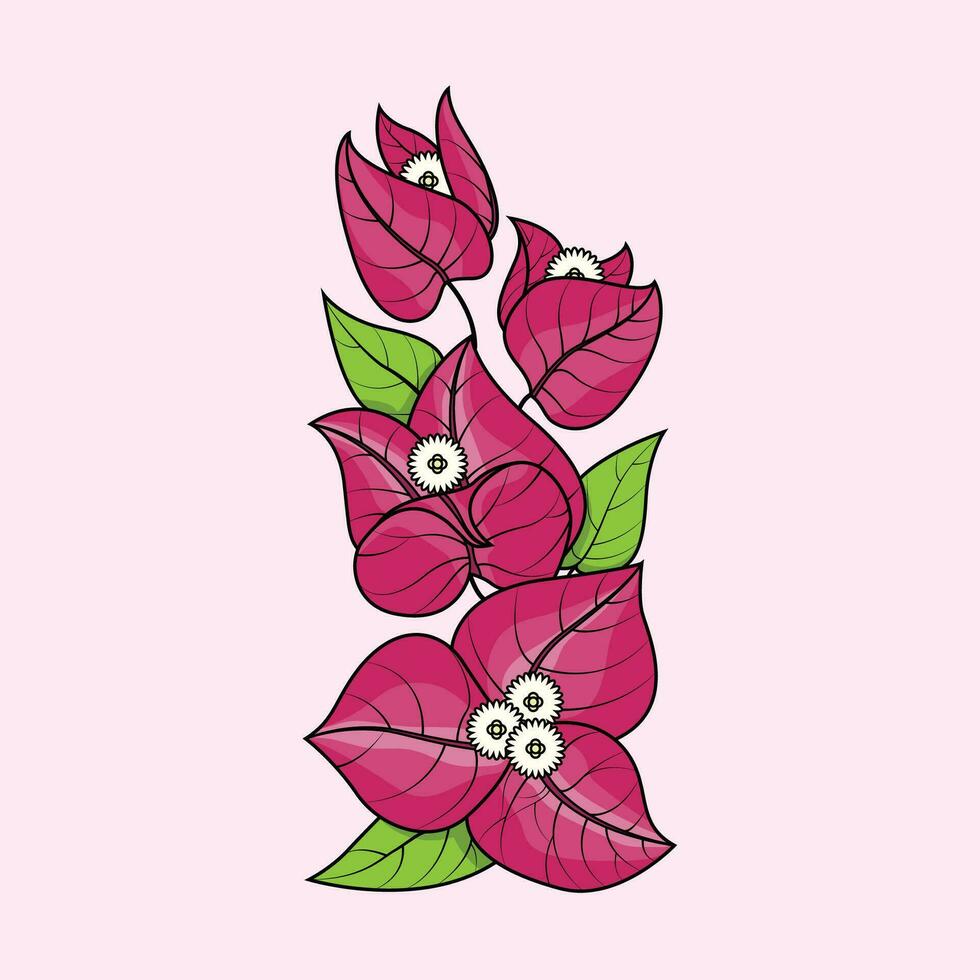 Bougainvillea The Illustration vector