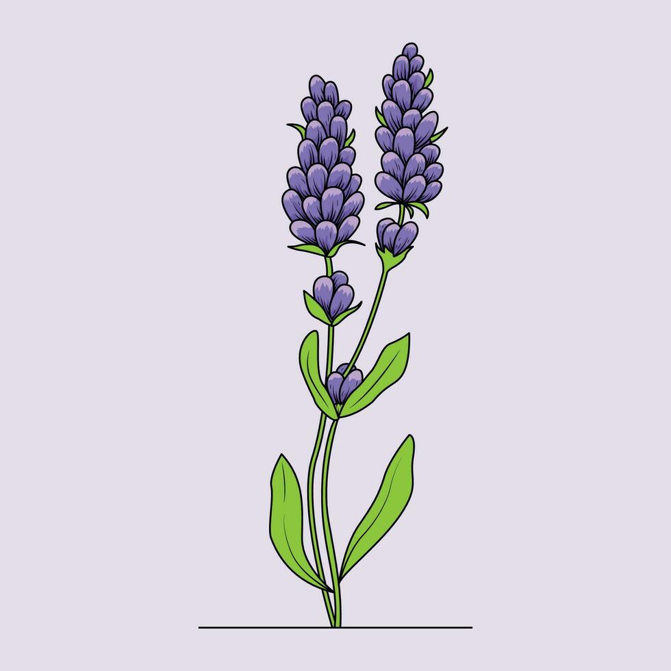 Lavender Flower The Illustration vector