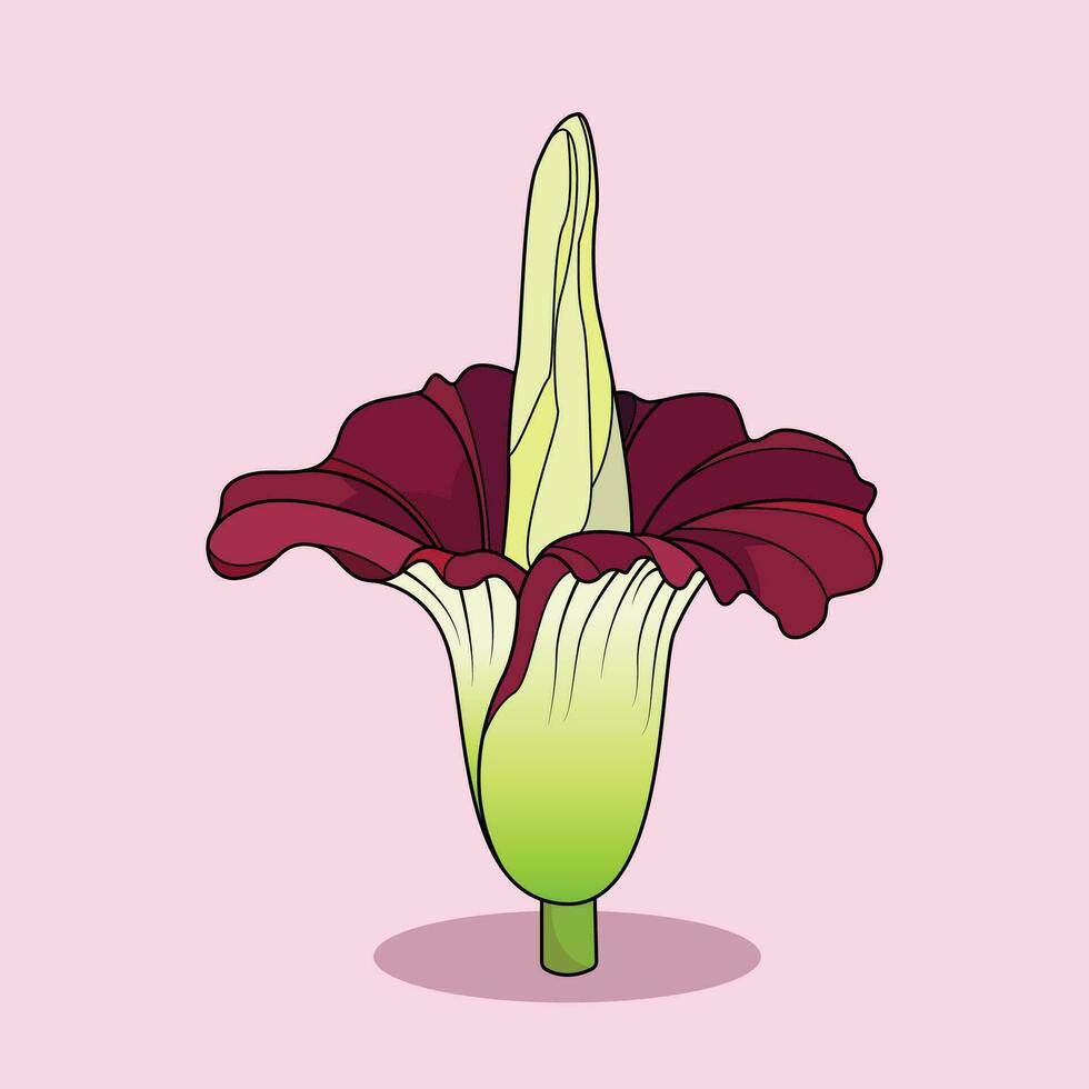 Corpse Flower The Illustration vector