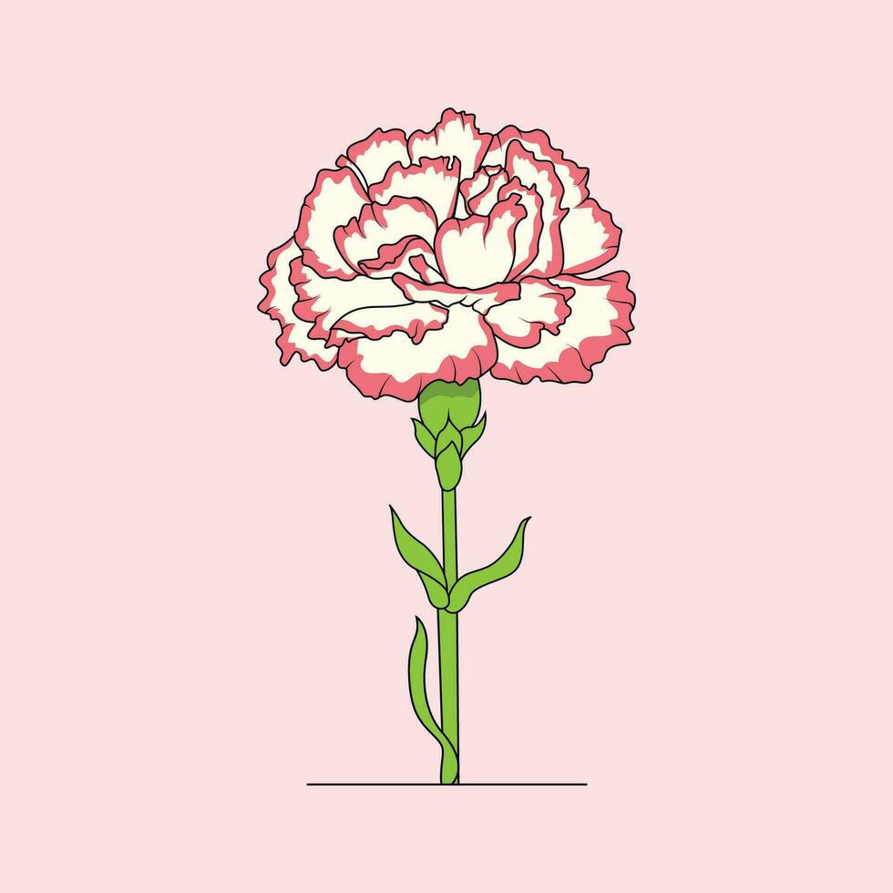 Carnations Flower  The Illustration vector