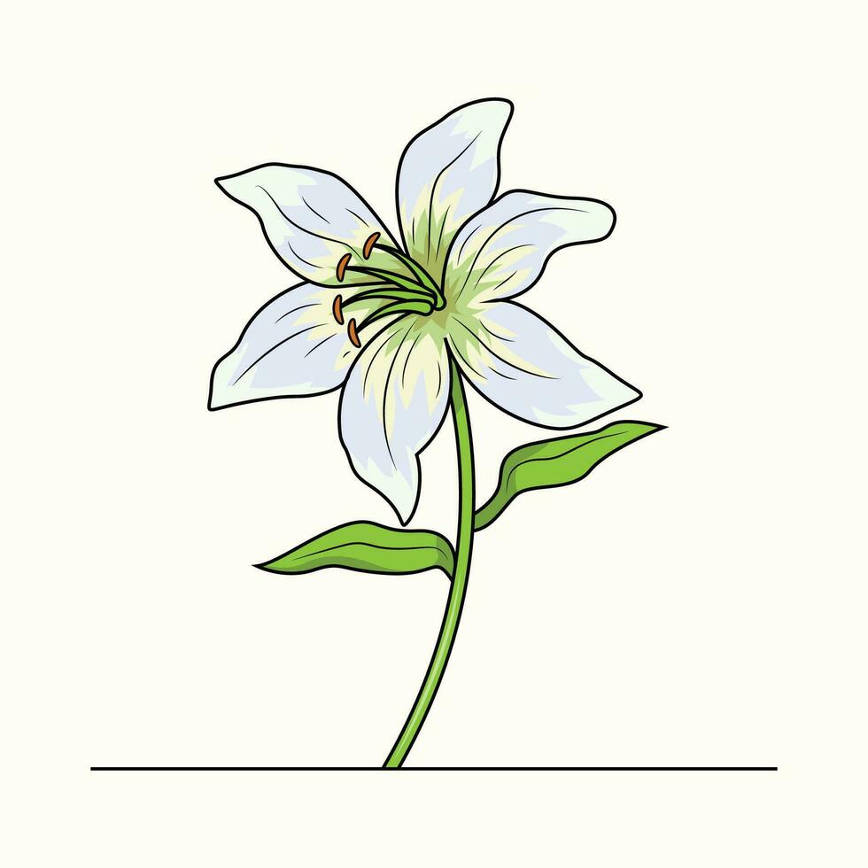 Lily Flower The Illustration vector